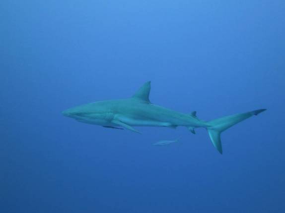 Caribbean Gray Reef Sharks nadam ao nosso lado durante mergulho em Half Moon Wall, perto do Blue Hole, na grande barreira de corais de Belize